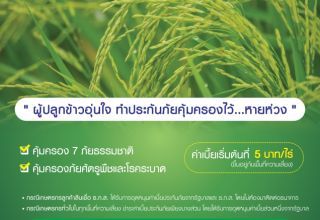 โครงการประกันภัยข้าวนาปี ปีการผลิต 2567